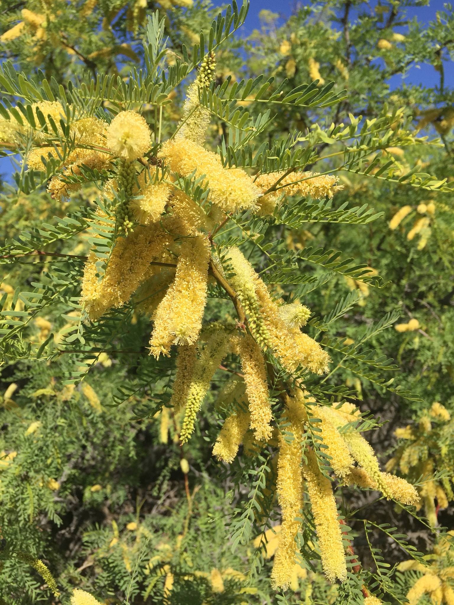 Prosopis glandulosa